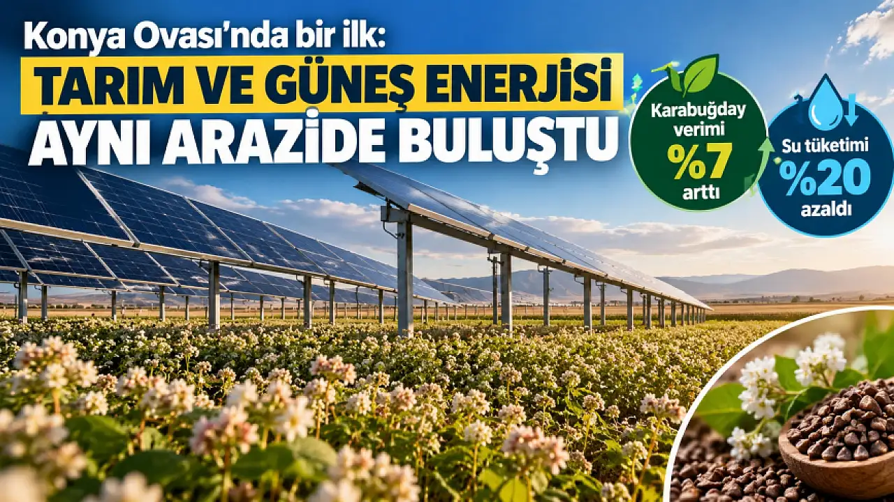 Konya Ovası TarımGES pilotunda ilk hasat: verim %7 arttı, su %20 azaldı
