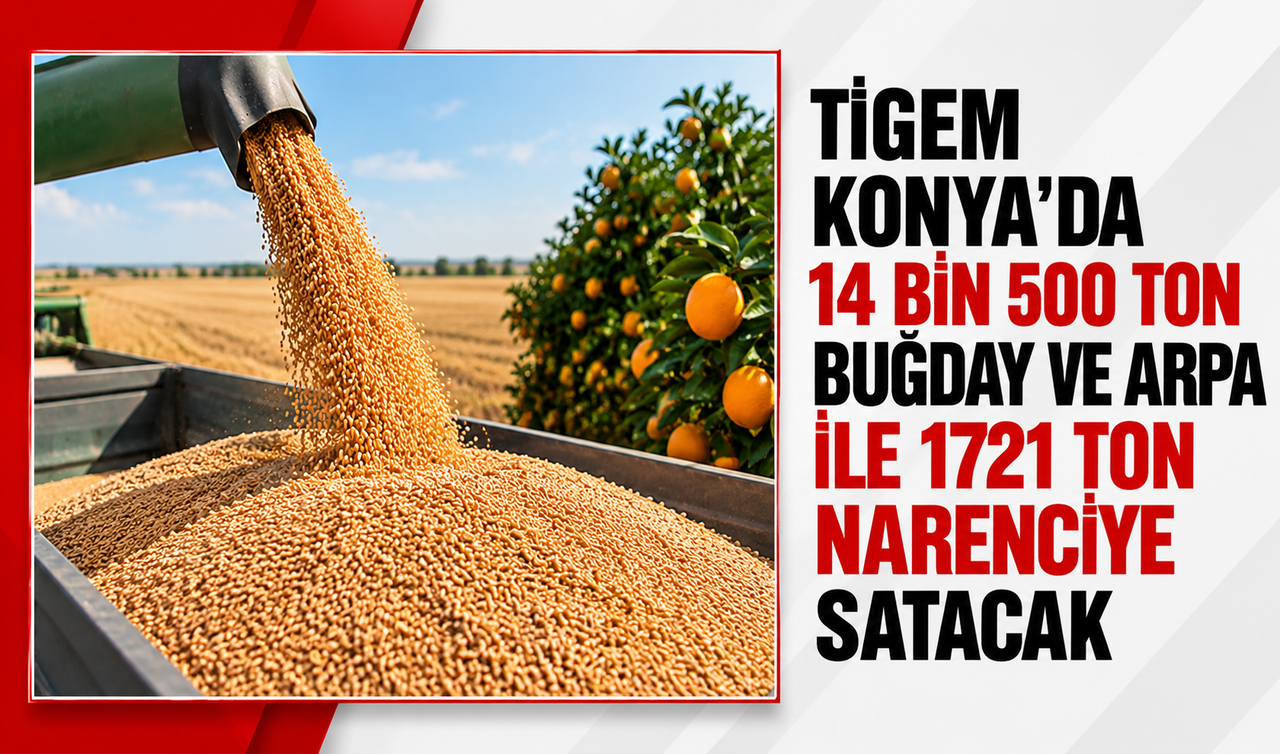 TİGEM Konya'da 14 bin 500 ton buğday-arpa ve 1.720 ton narenciye satacak