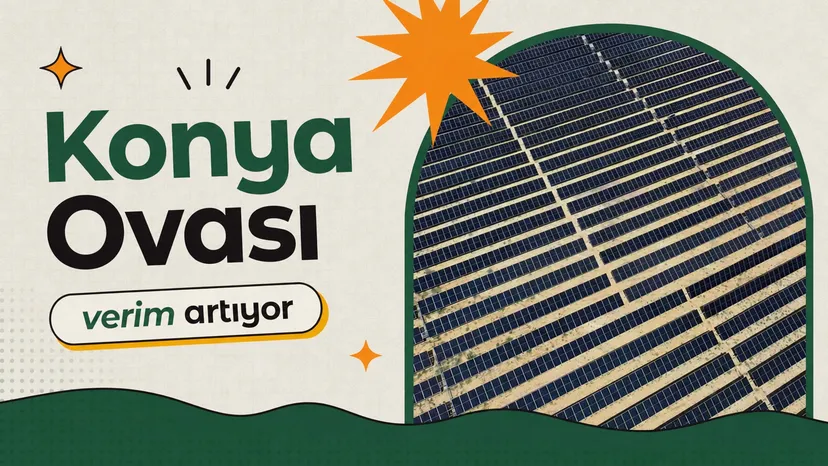 Konya Ovası'nda TarımGES pilot sistemiyle karabuğday ekili tarlada kurulu 60 kW güneş paneli, çiftçiye hem ürün hem enerji getirisi