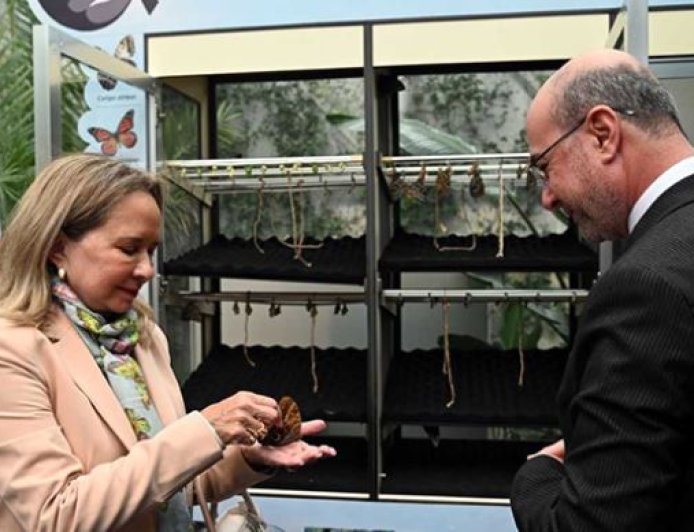 Konya Tropikal Kelebek Bahçesi'ne Panama ve Kosta Rika'dan yeni kelebekler geldi